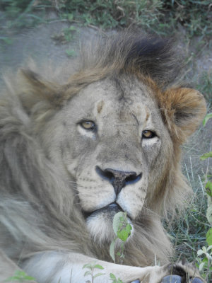 BarrettDSCN6505_Lion.JPG