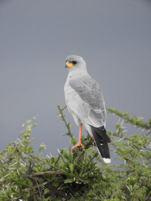 BarrettDSCN6527_Eastern Chanting-Goshawk.JPG