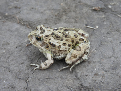 Barrett©DSCN6536_Sand Frog sp.JPG