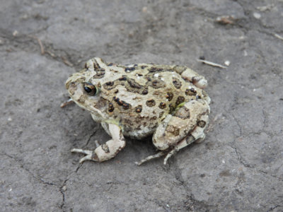 BarrettDSCN6536_Sand Frog sp.JPG