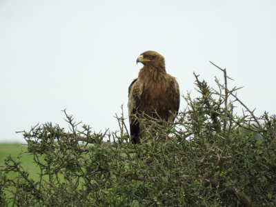 Barrett©DSCN6547_Tawny Eagle.JPG