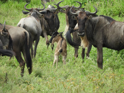 BarrettDSCN6577_Blue Wildebeest.JPG