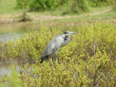 BarrettDSCN6641_Black-headed Heron.JPG