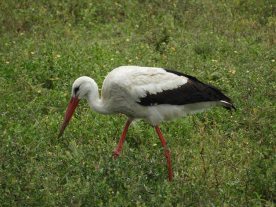 BarrettDSCN6662_White Stork.JPG