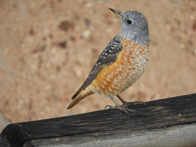 BarrettDSCN6742_Miombo Rock-Thrush.JPG