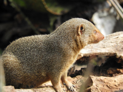 BarrettDSCN6782_Dwarf Mongoose.JPG