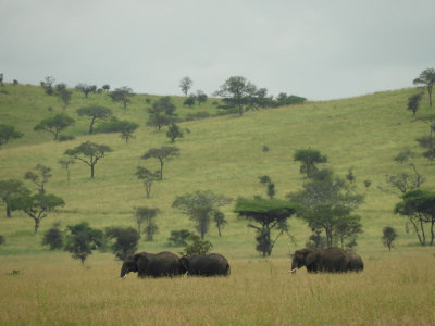 BarrettDSCN6866_Elephant.JPG