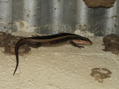 Barrett©DSCN6875_African Striped Skink.JPG