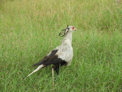 Barrett©DSCN6917_Secretary Bird.JPG