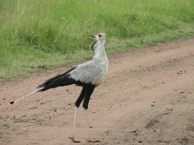 BarrettDSCN6925_Secretary Bird.JPG