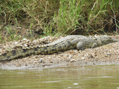 Barrett©DSCN6944_Nile Crocodile.JPG