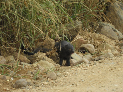 Barrett©DSCN6975_Slender Mongoose.JPG