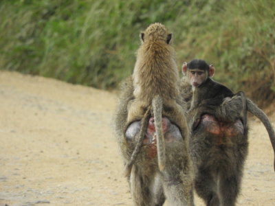 Barrett©DSCN6976_Olive Baboon.JPG