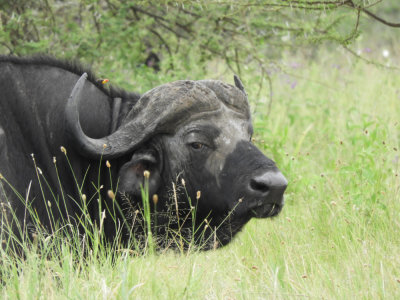 Barrett©DSCN7134_Cape Buffalo.JPG