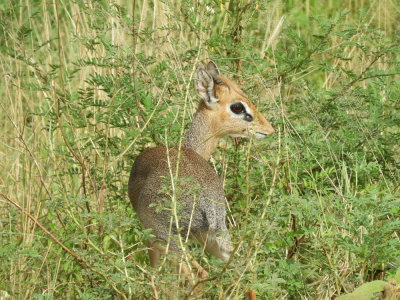 BarrettDSCN7165_Kirk's Dik Dik.JPG