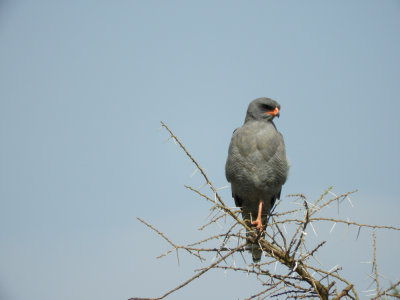 BarrettDSCN7238_Dark Chanting-Goshawk.JPG