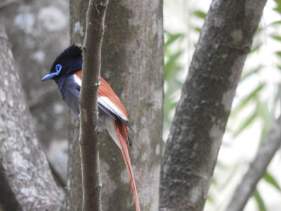 BarrettŠ20190221_1031_01_African Paradise-flycatcher.JPG