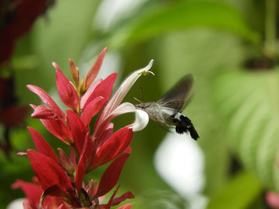 Barrett20190221_1102_02_Hummingbird moth sp.JPG