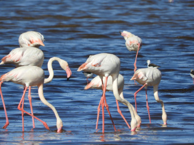 Barrett20190227_1641_02_Greater Flamingo.JPG