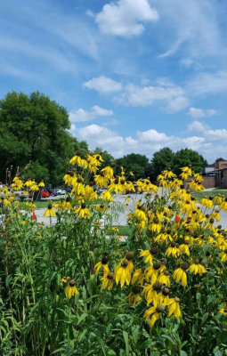 Yellow coneflowers