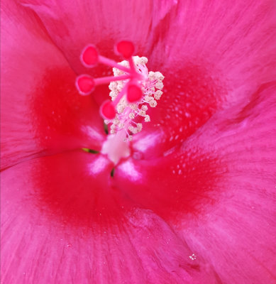 Hibiscus shot