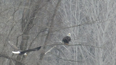 Eagles at Saylorville