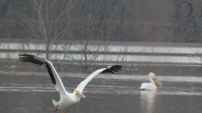 Eagles at Saylorville