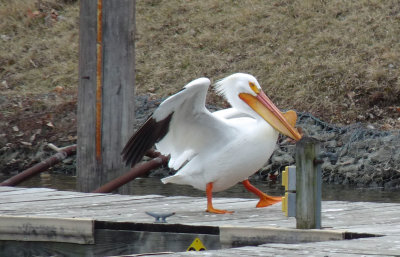 Pelicans at Birdland
