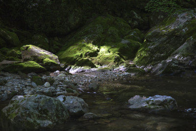 Scattered Mid Day Light On A Pisgah National Forest Mountain Stream.