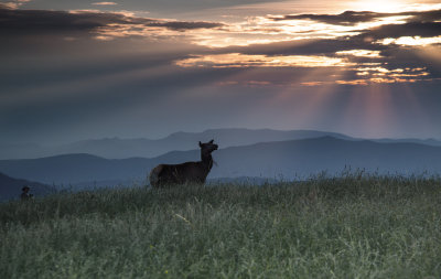 An Unexpected Visitor: Young Elk On Max Patch