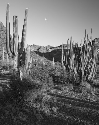 Evening Moon Over Organ Pipe, Arizona