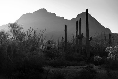 Sunrise In Organ Pipe National Monument, Arizona