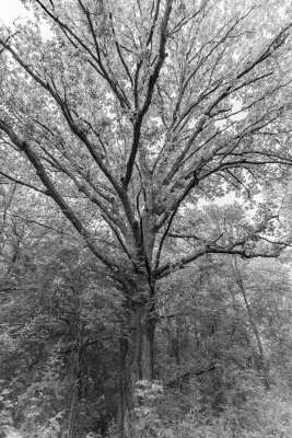 White Oak Near Deerfield, Blacksburg, Va