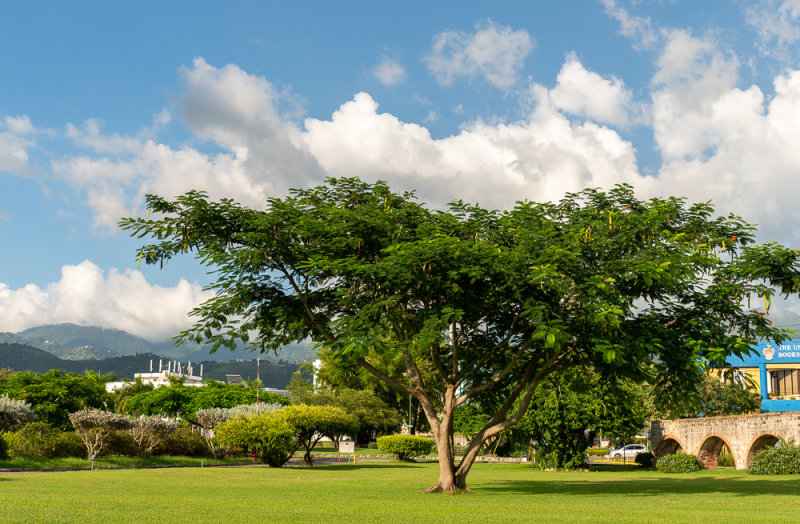 Poinciana