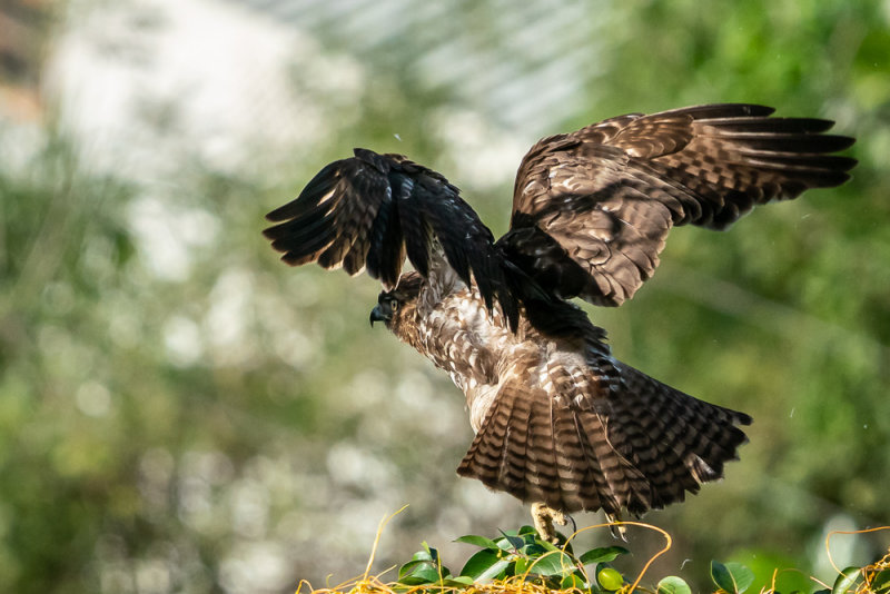 Red Tail Hawk; Leaving