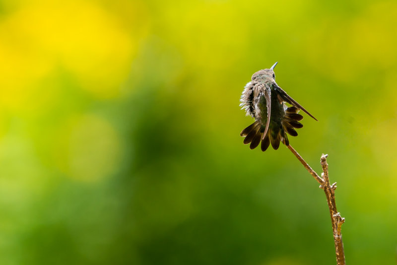 Vervain hummingbird (Mellisuga minima) II