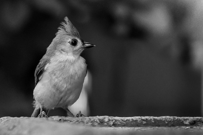 Tufted Titmouse