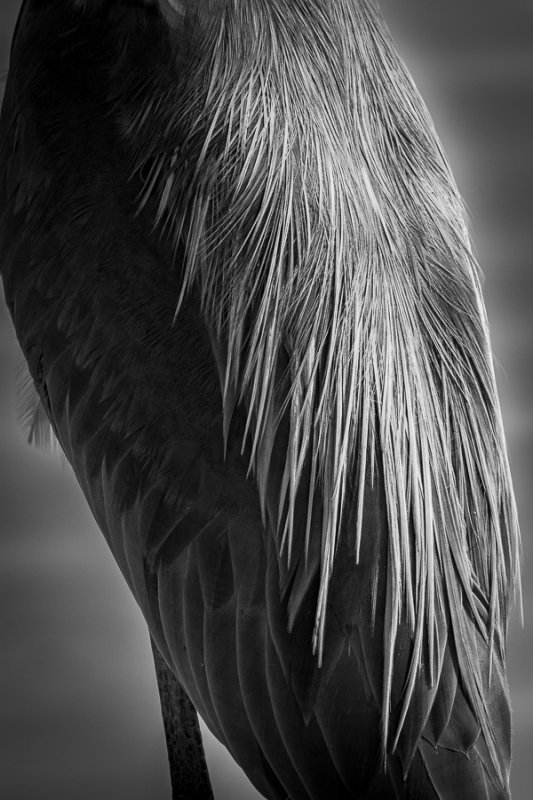 Heron