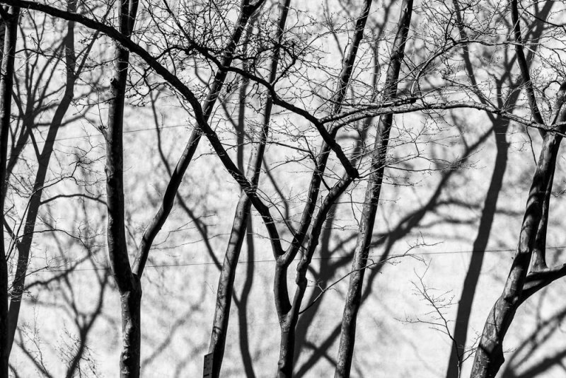 Trees with Shadows