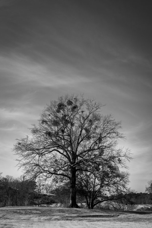 Tree with Mistletoe