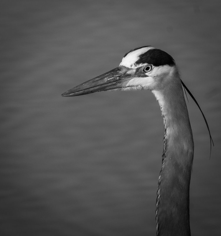 Resident Blue Heron VII