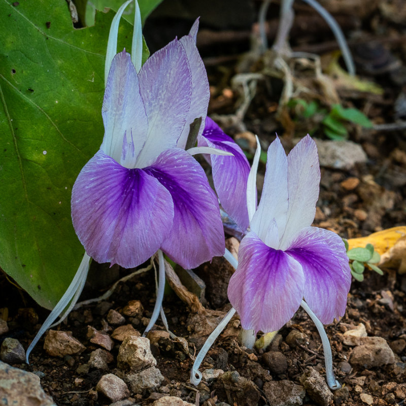 Asian Crocus, Kaempferia rotunda