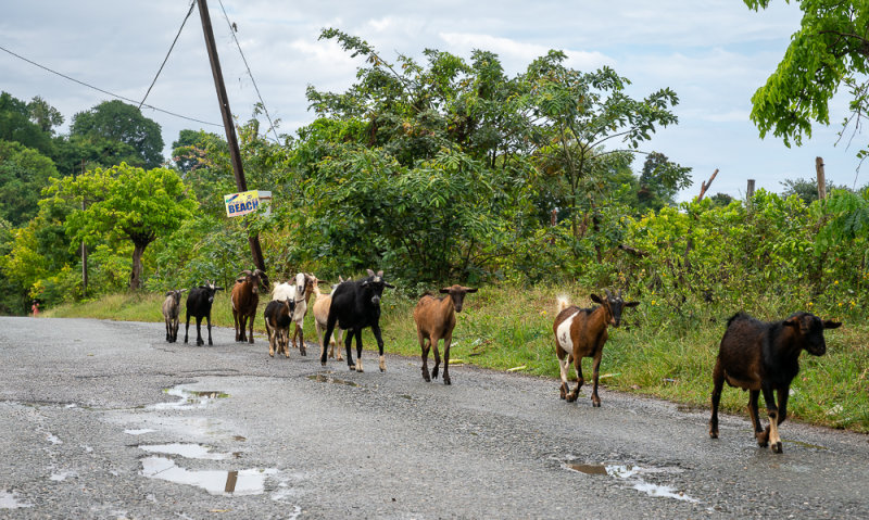 Goats I