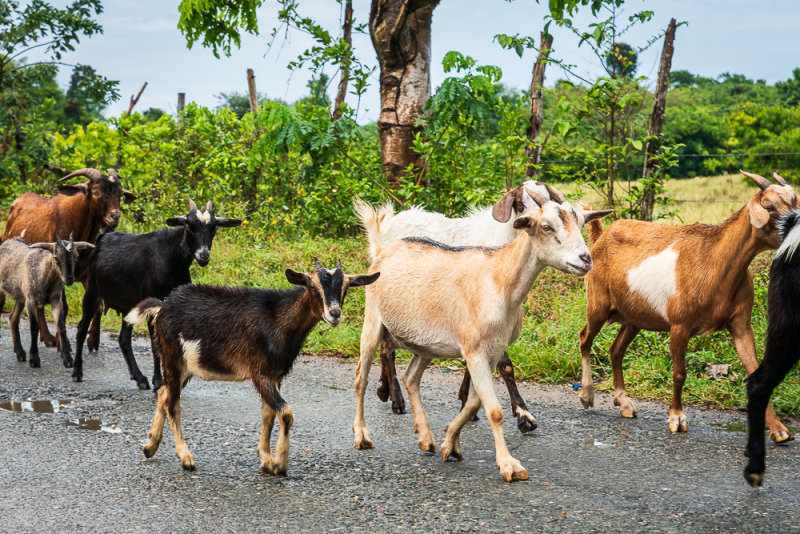 Goats II