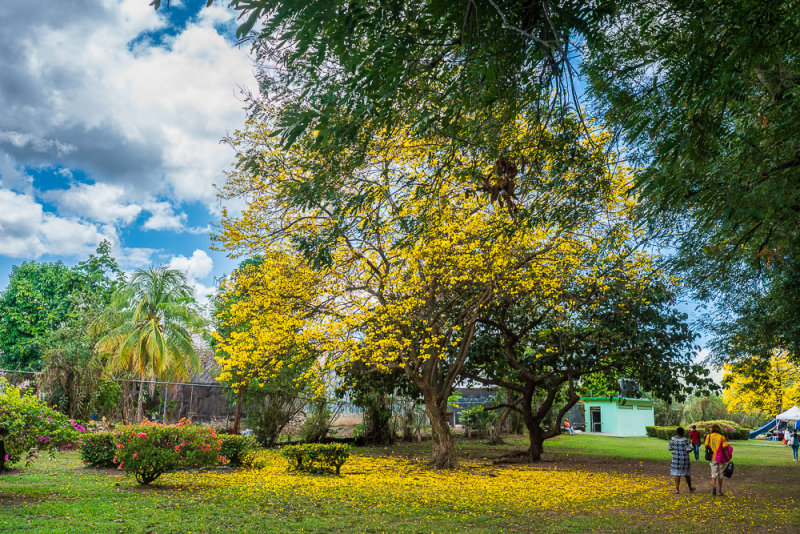 Poui Tree I