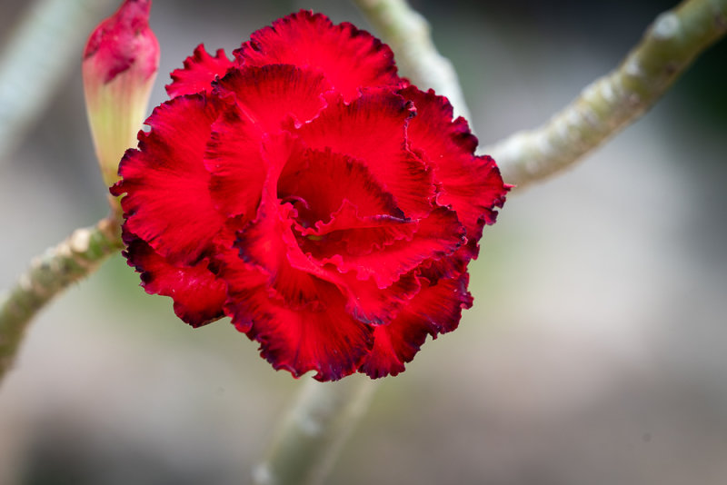 Desert Rose (Adenium obesum)