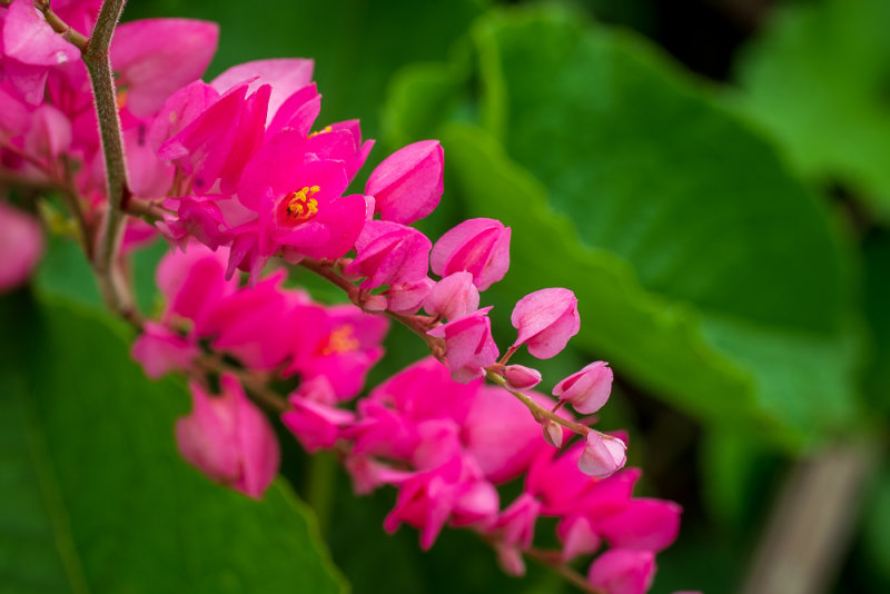 _DSC8673.jpg