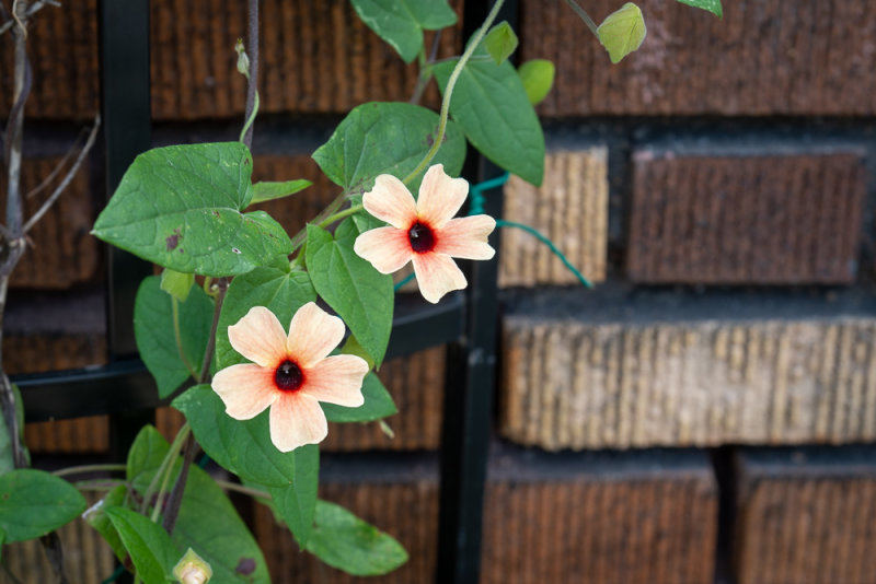 Thunbergia alata,