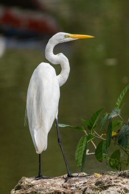 Great Egret (Ardea alba)