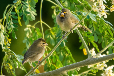 Yellow-faced Grassquit (Tiaris olivaceus)
